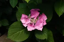 IMG_4037.webp