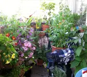 Sonnenecke (6).webp