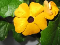 Susanne (4).webp
