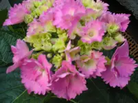 080710 004.webp
