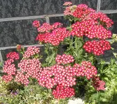 080710 009.webp