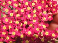 090710 001.webp