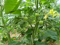 1207 (1).webp
