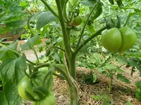 1207 (5).webp