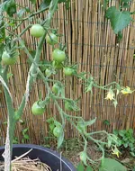 1207 (9).webp