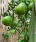 1207 (13).webp