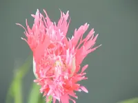 garten 228.webp