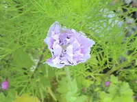 garten 230.webp