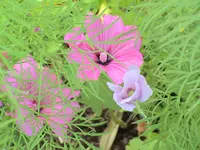 garten 232.webp