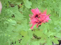 garten 231.webp