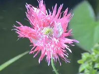 garten 242.webp
