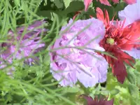 garten 243.webp