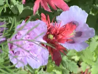 garten 244.webp