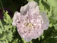 garten 251.webp