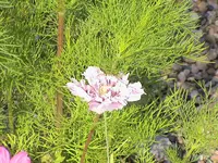 garten 253.webp