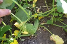 Garten 032.webp