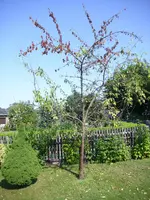 Pflaumenbaum krank (4).webp
