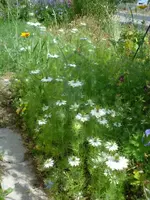 Jungfer im Gr..webp