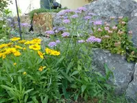 Mauerblümchen.webp