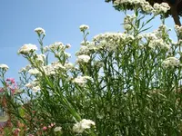 Mutterkraut.webp