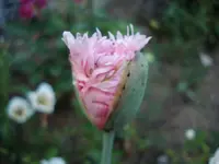 Plüschmohn.webp