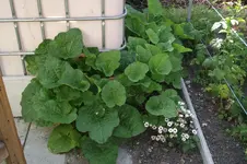 Garten 020.webp