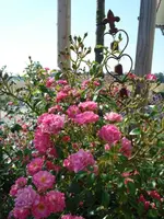 Rosen Vorgarten.webp