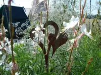 Beet 3.webp