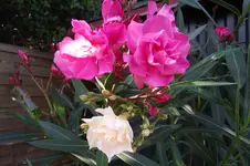 Garten 003.webp