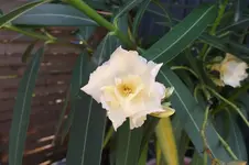 Garten 002.webp