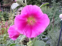 S 01.webp