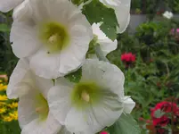 Stockrose 1.webp