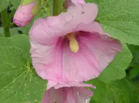 Stockrose 2.webp