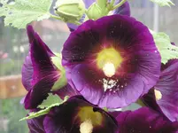 Stockrose 3.webp
