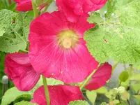 Stockrose 4.webp