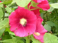 Stockrose 5.webp
