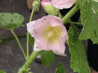 Stockrose 6.webp