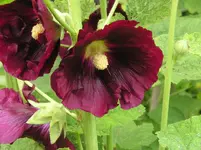 Stockrose 7.webp