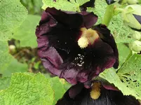 Stockrose 8.webp