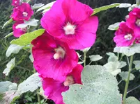 Stockrose 9.webp
