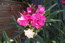 Garten 006.webp