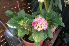 Garten 012.webp