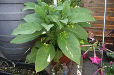 Garten 013.webp