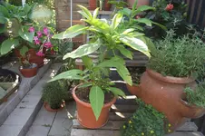Garten 014.webp