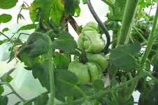 Garten 015.webp