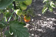 Garten 023.webp