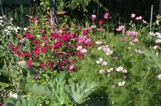 Garten 025.webp