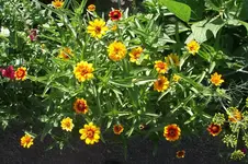 Garten 040.webp