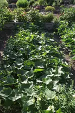 Garten 026.webp