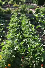 Garten 027.webp